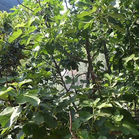 Apartamento Mischianti