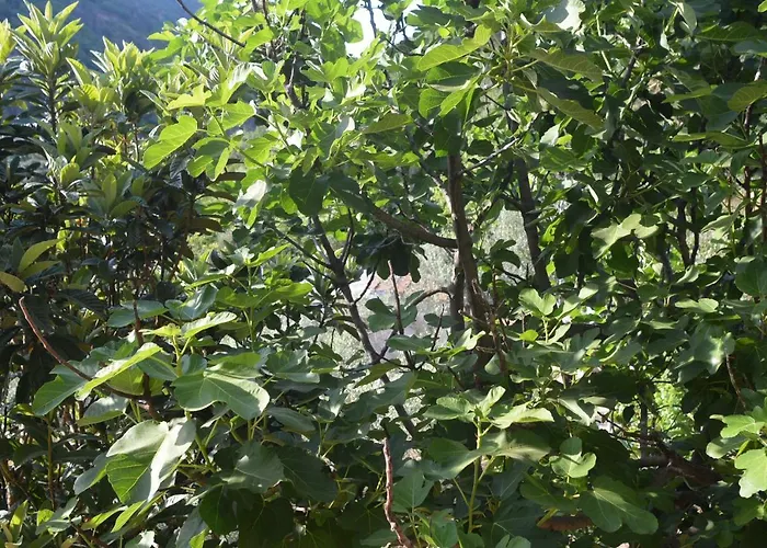 Lejlighed Mischianti